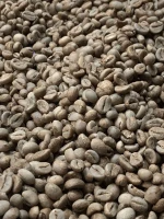 Robusta Coffee Beans