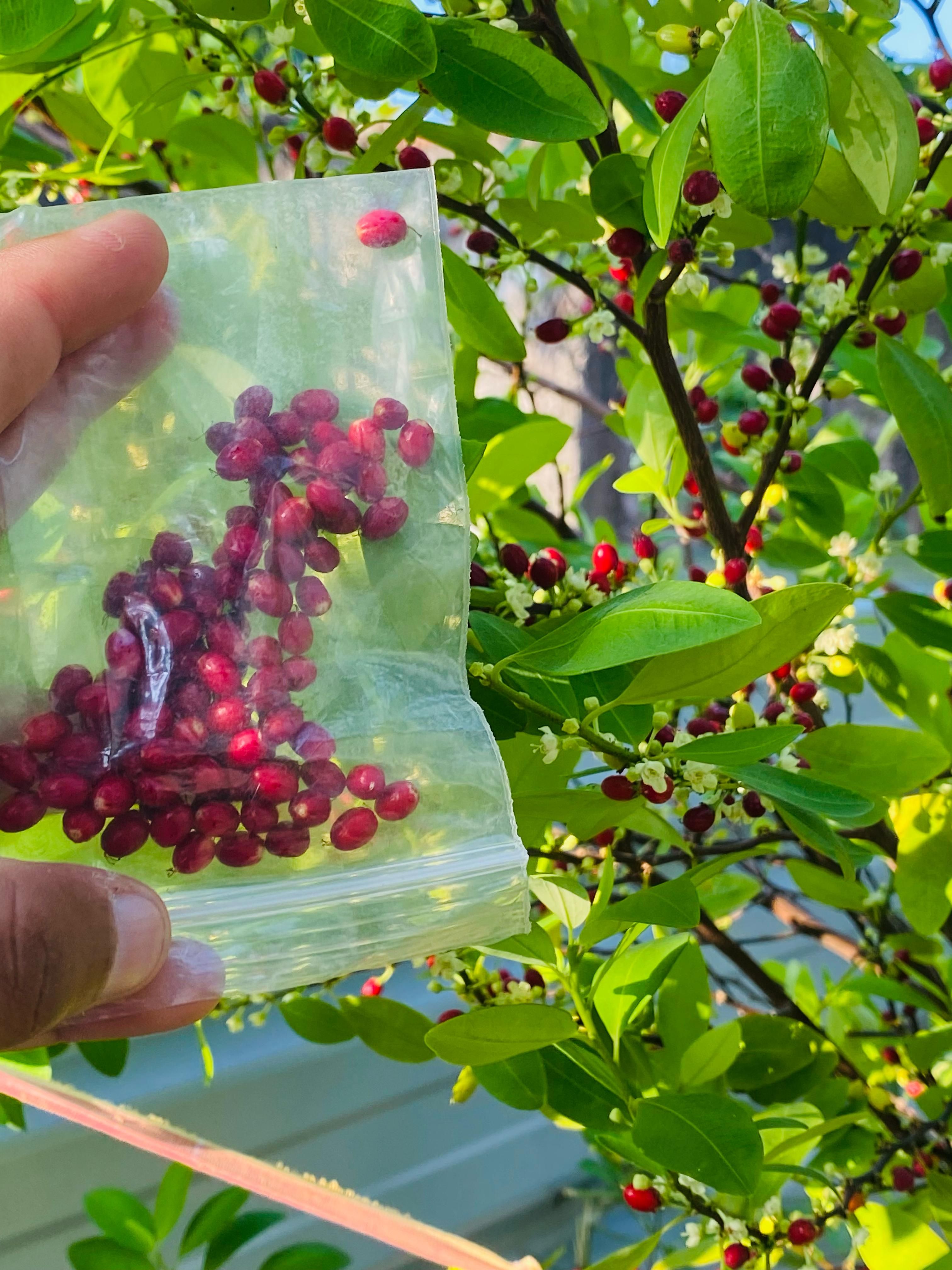 Buy Coca Seeds Tropical & Organic High Germinations from House of Bloom