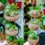 Import Eco-friendly Biodegradable Handicraft Coconut Plant Pot from Vietnam