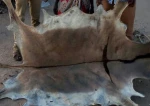 Good Quality Donkey Hides