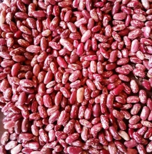 White kidney beans / Red kidney beans / Light Speckled Kidney Beans