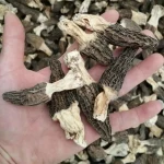 Dried Morel Mushroom,Morchella Black wild Mushroom, Shiitake Mushrooms Morchella