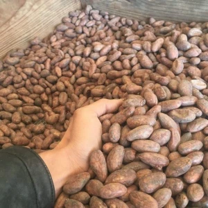 Sun Dry Cocoa Beans