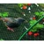 Import Protective net, garden net, antibird from Belarus