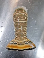 Premium Quality Lobster Tails