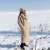 Import Short Women’s Sheepskin Coat, 100 Percent Genuine Shearling Jacket, Warm and Light, Teddy Jacket For Women, Oversized from Kyrgyzstan