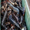 Live Canadian Lobsters / Boston Lobster / Spiny Lobsters For Sale