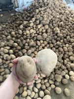 FRESH POTATO