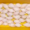 Small, Medium & Large Sizes of Frozen Lamb Testicle Packed in 20Kg Box