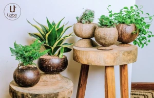 Eco-friendly Biodegradable Handicraft Coconut Plant Pot