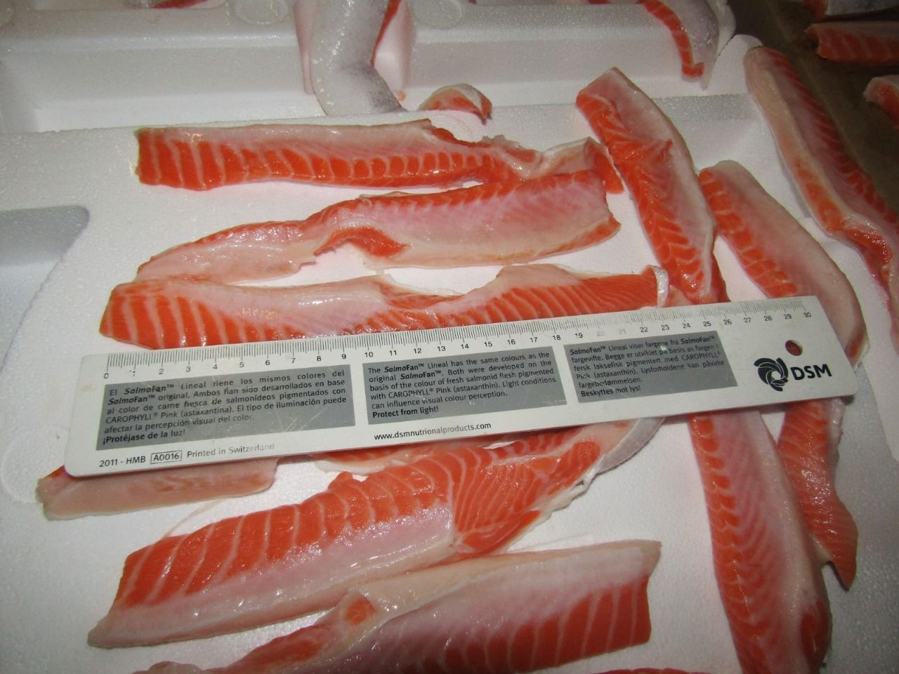 Buy Coho Belly Flaps 3 Cm Up from Larider S. A., Uruguay | Tradewheel.com