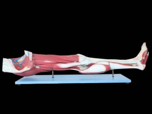 Dissection Of Lower Limb Soft Silicone Anatomy Model