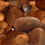 Cattle Gallstones, cow Gallstones for sale very good quality