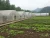 Import Cheap Price Tunnel Farming Green houses for Agriculture Greenhouse from China