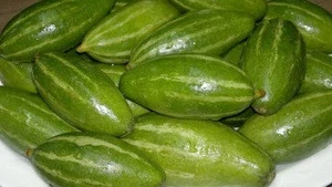100% Export Quality Oriented Pointed Gourd Vegetables for Wholesale