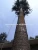 Import 30m GSM Telecommunication Pine Tree Steel Monopole Tower For Outdoor Decoration from China