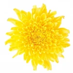 4022J Big Jin si huang ju Soaked 6cm Herbal Tea Blooming Chrysanthemum Tea Dried Gold Emperor Chrysanthemum