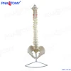 anatomical human teaching plastic medical spine anatomy model