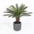 Import Artificial Sago Bonsai Trees Plastic Faux Plastic Indoor Plants Artificial Sago Cycas Tree from China