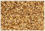Barley, Beans, Lentils, Lupins ,Maize, Oats ,Peas ,Sorghum, Vetch ,Wheat