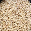Barley For Animal Feed