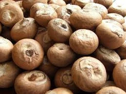 Betel nuts/Best quality/ competitive price /fast delivery time