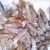 Import BQF Baby Squid from China