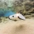 Camoro Trident underwater camera sea drone underwater rov fishing video marine camera
