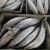 Import Canned Factory China seafood Superior Frozen skipjack tuna on sale from China