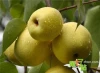 cheap fresh pear in china