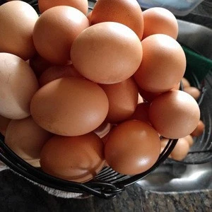 chicken table eggs Export fresh eggs