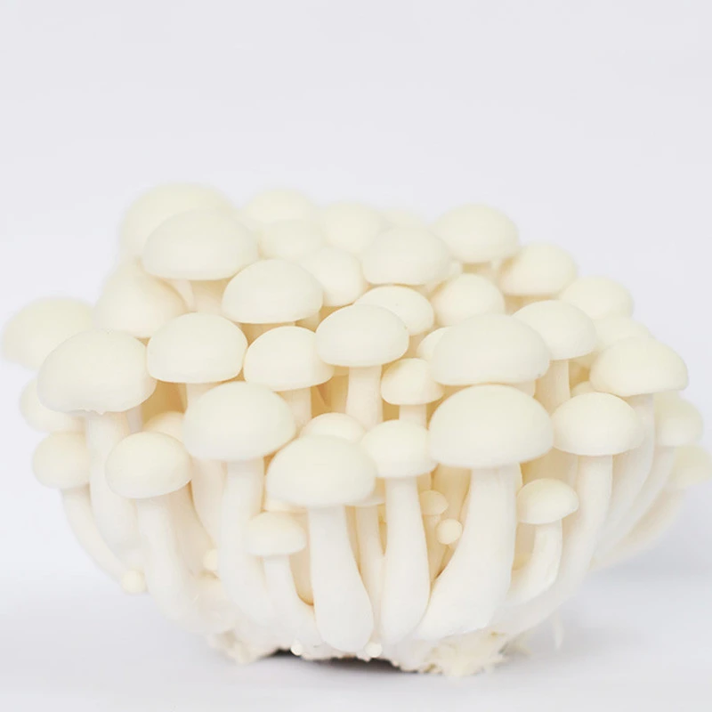 China Brand Shimeji Mushroom Manufacture Nutritious Fresh Vegetables