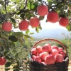 chinese red fuji apples bulk wholesale