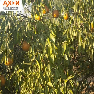 Citrus Fruit Product Type Mandarin / Orange, Tangerine, Lemons, Clementine, citrus fruits, limes, quince