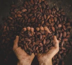 Cocoa Beans - Cacao Beans - Chocolate beans High Quality