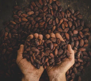 Cocoa Beans - Cacao Beans - Chocolate beans High Quality