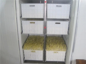 commercial 20 boxes soybean sprouts making machine/ mung bean sprout processing machine