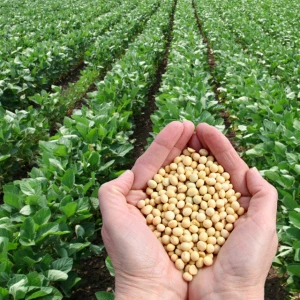 COMPETITIVE PRICE from VIETNAM FRESH GREEN SOYBEAN