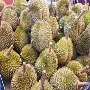 D197 Durian Pulp for Sale in Bulk