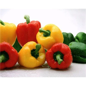 Different color sweet fresh pimiento capsicum from Egypt