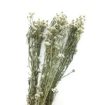 Everlasting Eternal Preserved Sour Flowers Plum