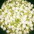 Import Excellent Grade Fresh Cut Jasmine Flower from India