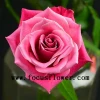 Export fresh cut rose flowers from kunming roses flower holland roses flower rose fresh cut from focus/china