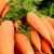 Import export juicy delicious bulk sweet fresh red carrot from China