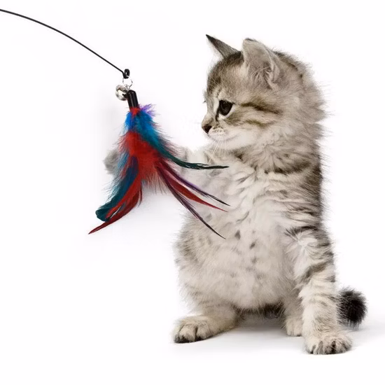 Factory Price Best Teasing Stick Eco Cat Toy New 2021 Cat Teaser Wand
