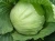 Import Fresh Cabbage from South Africa