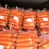 Fresh Carrot Used For Fruit Juice And Cooking With Orange Color And Various Size From Viet Nam