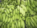 Fresh Cavendish Bananas /Green Bananas/G9 Bananas