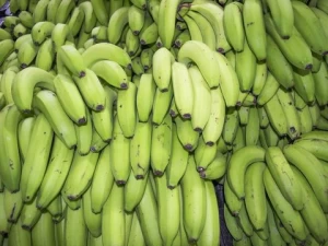 Fresh Cavendish Bananas /Green Bananas/G9 Bananas
