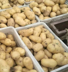 Fresh diamond potato buyers/new potato importer in malaysia price